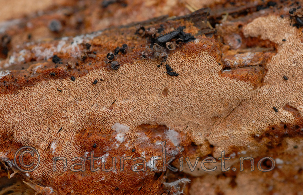 _SRE8966_2 / Junghuhnia collabens / Sjokoladekjuke