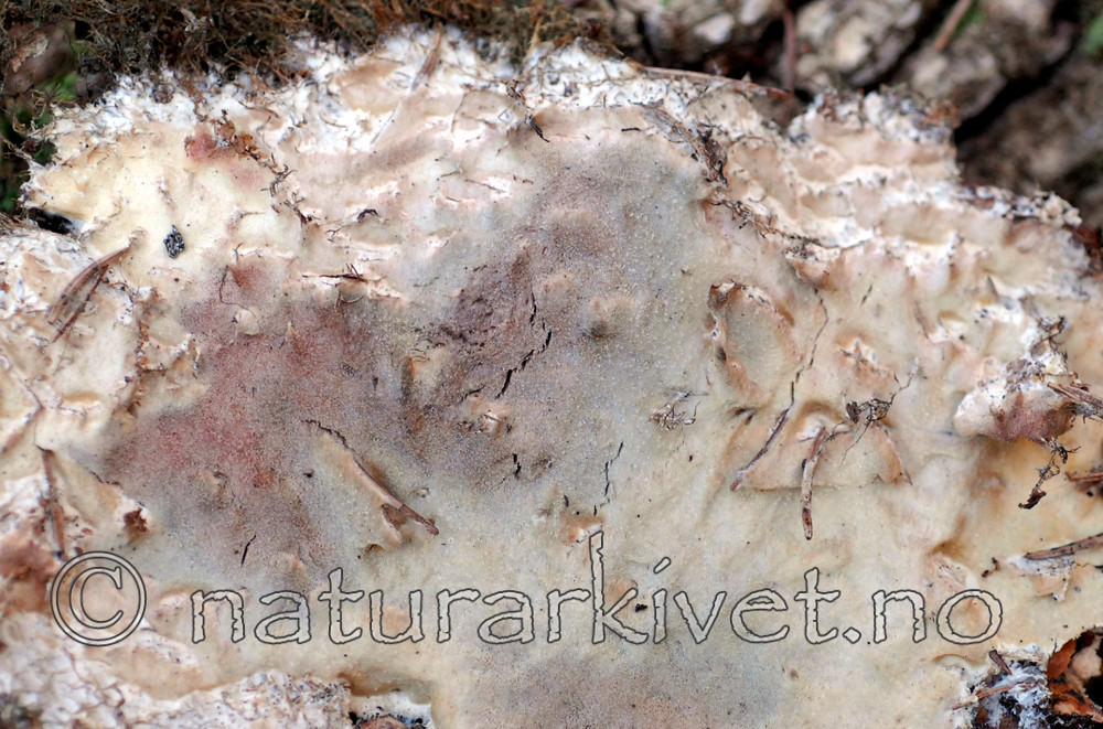 _SRE8978 / Gloeoporus pannocinctus / Finkjuke