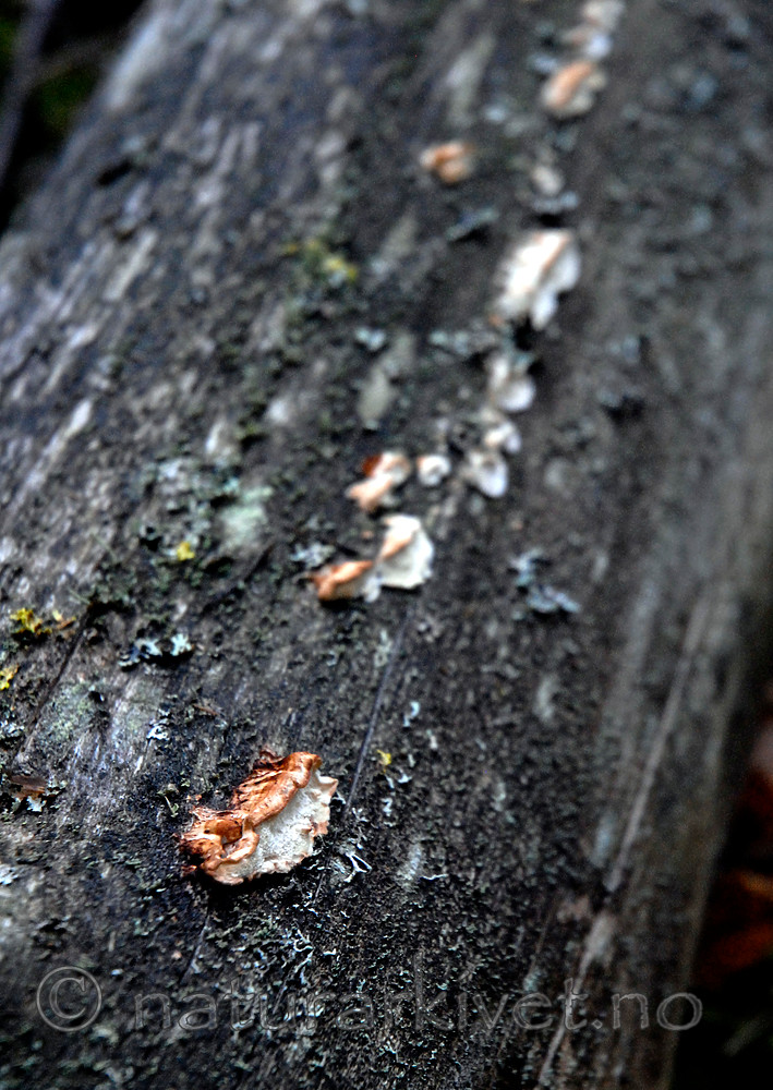 _SRE9002 / Postia lateritia / Laterittkjuke