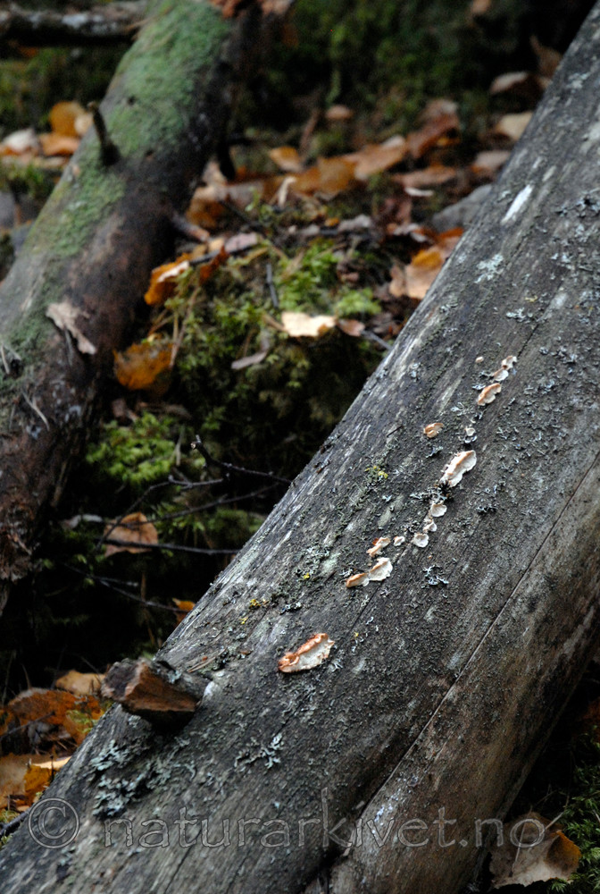 _SRE9013 / Postia lateritia / Laterittkjuke