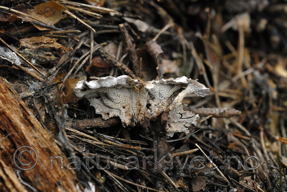 _SRE9019 / Phellodon secretus / Huldresølvpigg