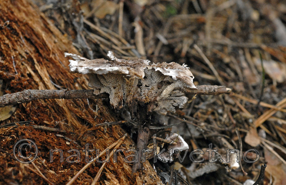 _SRE9021 / Phellodon secretus / Huldresølvpigg