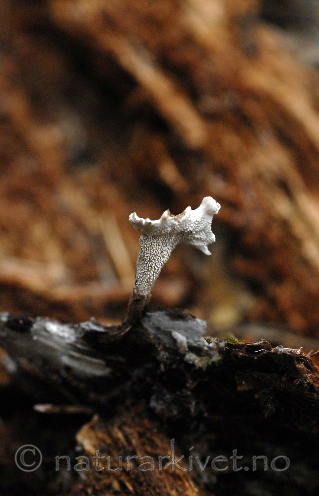 _SRE9029 / Phellodon secretus / Huldresølvpigg