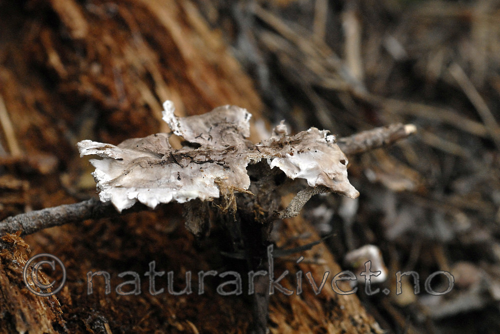 _SRE9030 / Phellodon secretus / Huldresølvpigg