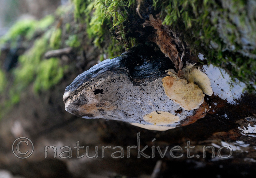 _SRE9251 / Antrodiella citrinella / Gul snyltekjuke <br /> Fomitopsis pinicola / Rødrandkjuke