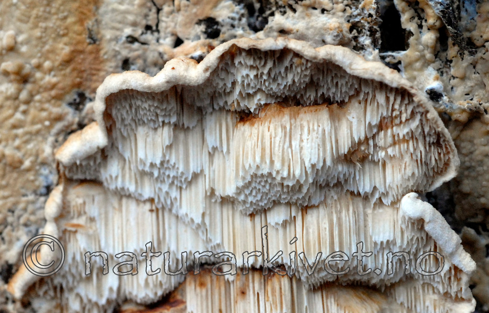 _SRE9280 / Spongiporus undosus / Bølgekjuke