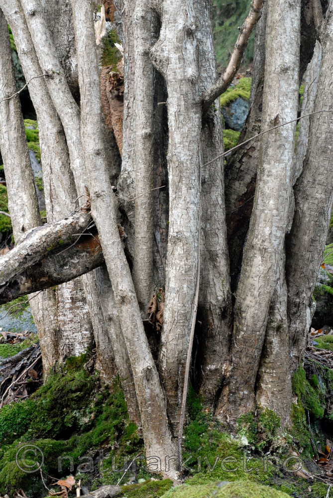 _SRE9296 / Corylus avellana / Hassel