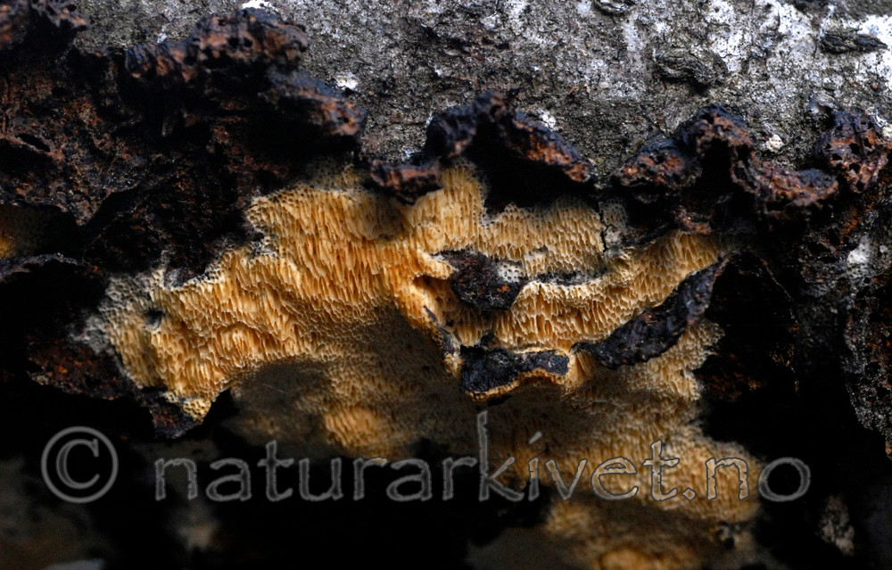 _SRE9458 / Antrodiella americana / Broddsoppsnyltekjuke <br /> Hymenochaete tabacina / Tobakksbroddsopp