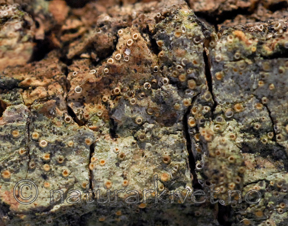 _SRE9483 / Gyalecta truncigena