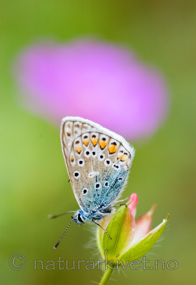 bb 06 0002 / Geranium sanguineum / Blodstorkenebb <br /> Polyommatus icarus / Tiriltungeblåvinge