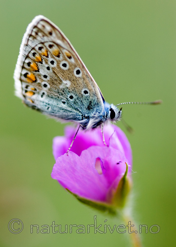bb 06 0003 / Geranium sanguineum / Blodstorkenebb <br /> Polyommatus icarus / Tiriltungeblåvinge