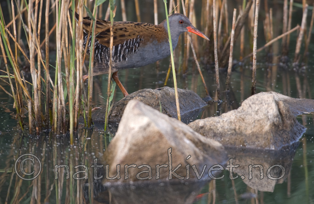 bb 06 0006 / Rallus aquaticus / Vannrikse