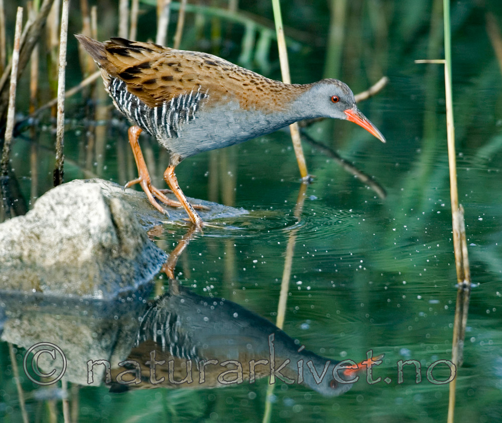 bb 06 0007 / Rallus aquaticus / Vannrikse