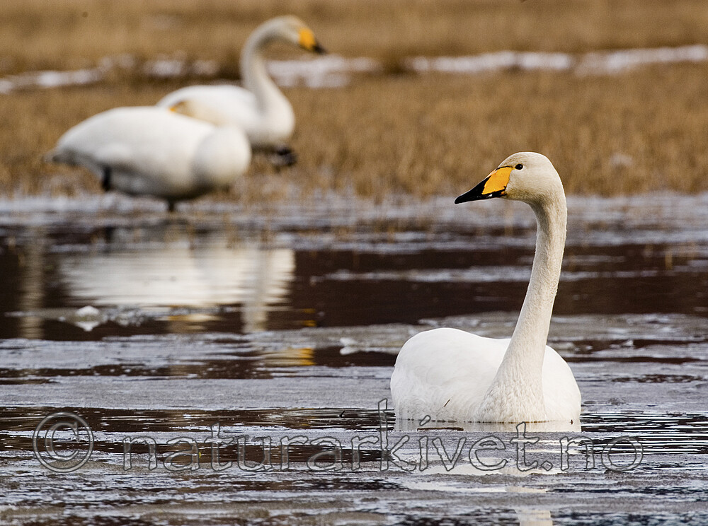 bb 06 0011 / Cygnus cygnus / Sangsvane