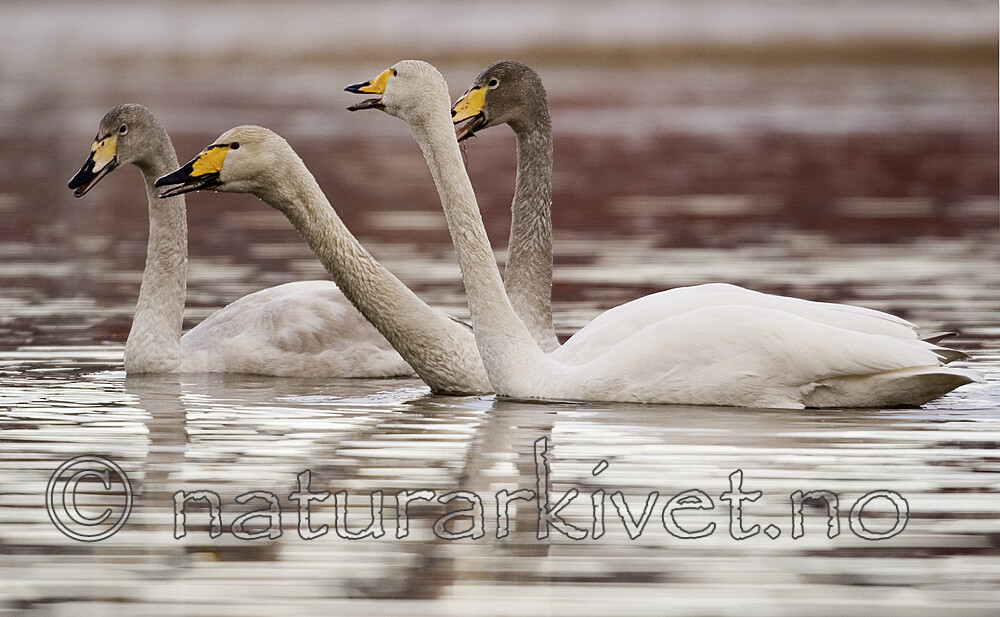 bb 06 0012 / Cygnus cygnus / Sangsvane