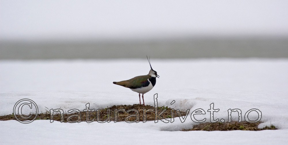 bb 06 0015 / Vanellus vanellus / Vipe