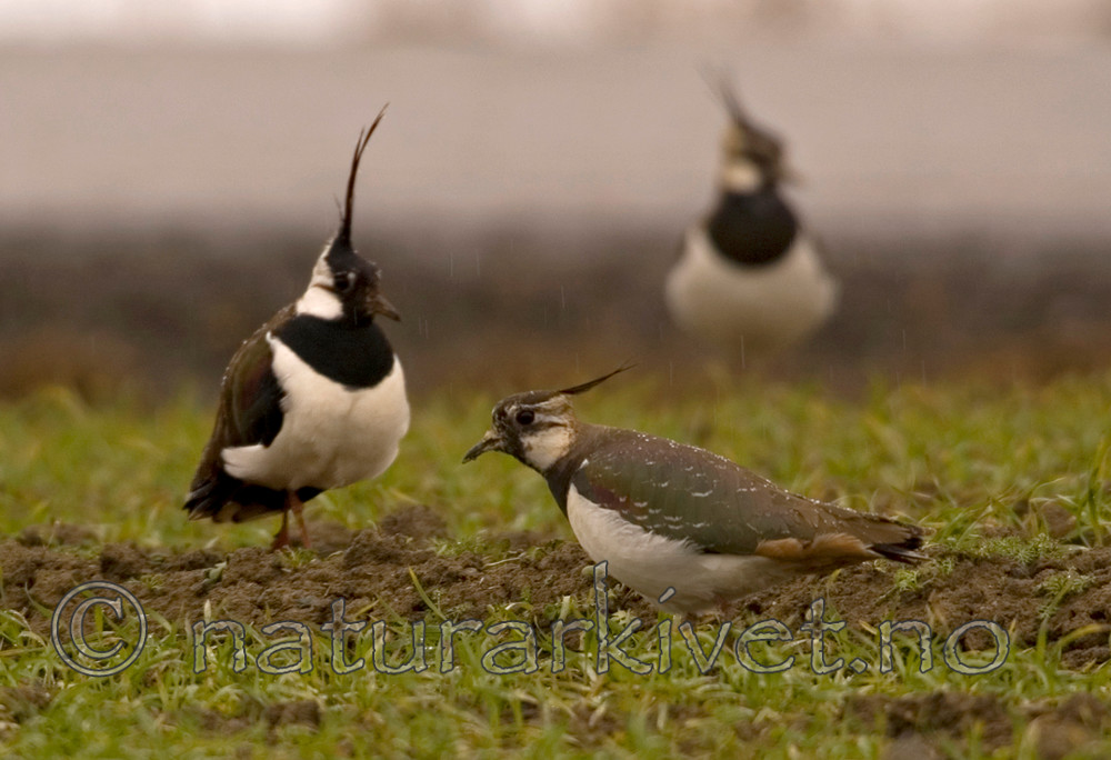 bb 06 0016 / Vanellus vanellus / Vipe