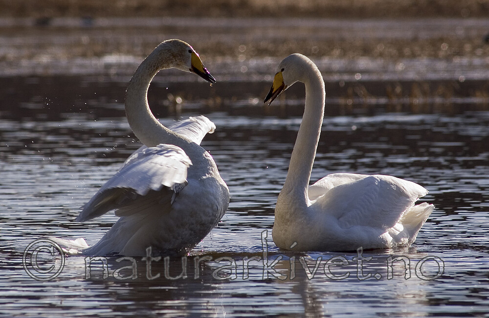 bb 06 0017 / Cygnus cygnus / Sangsvane