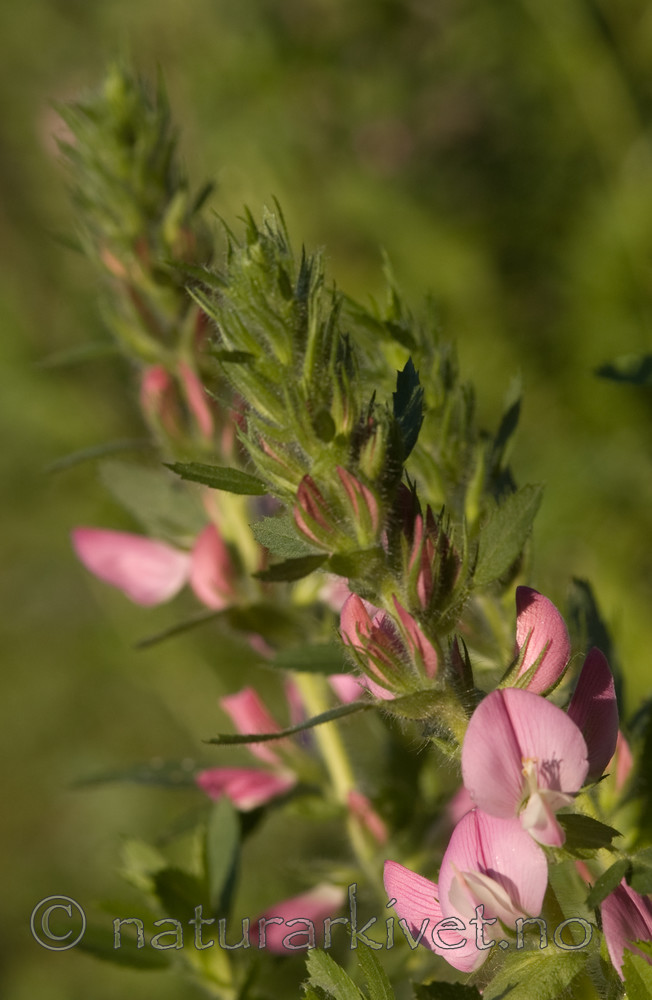 bb 06 0022 / Ononis arvensis / Bukkebeinurt