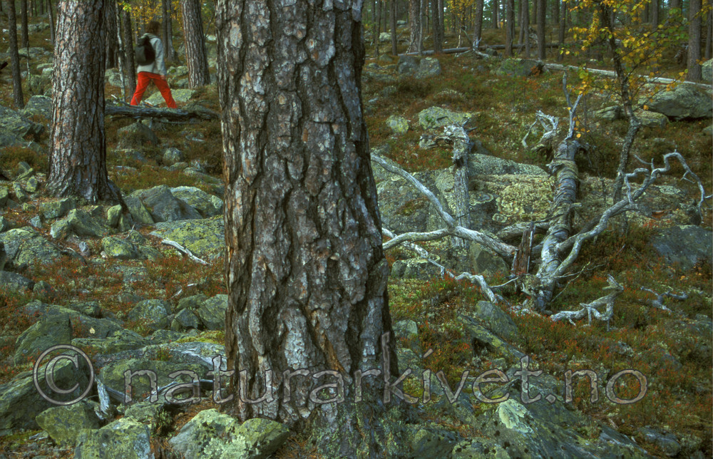 bb001 / Pinus sylvestris / Furu