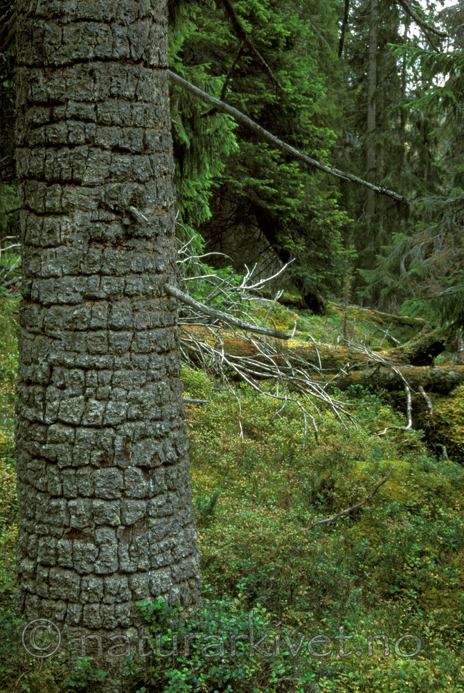 bb013 / Picea abies / Gran <br /> Picoides tridactylus / Tretåspett