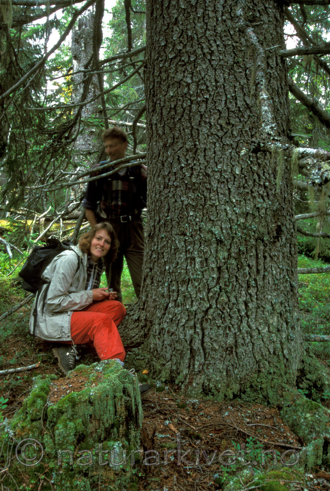 bb019 / Picea abies / Gran