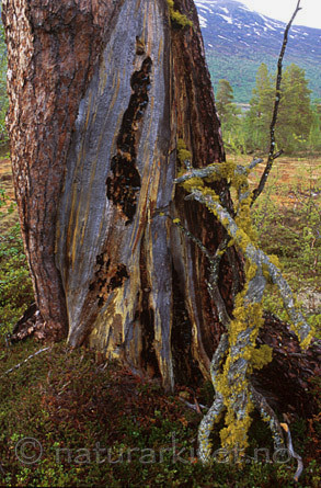 bb029 / Letharia vulpina / Ulvelav <br /> Pinus sylvestris / Furu