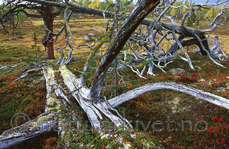 bb033 / Pinus sylvestris / Furu