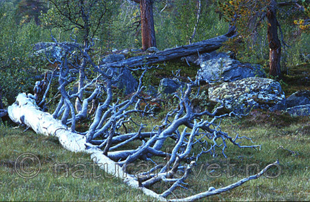 bb037 / Pinus sylvestris / Furu