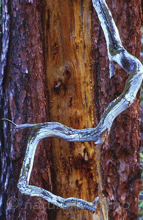 bb039 / Pinus sylvestris / Furu