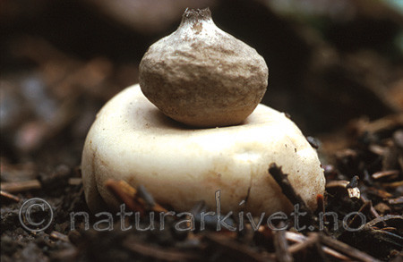 bb044 / Geastrum minimum / Småjordstjerne