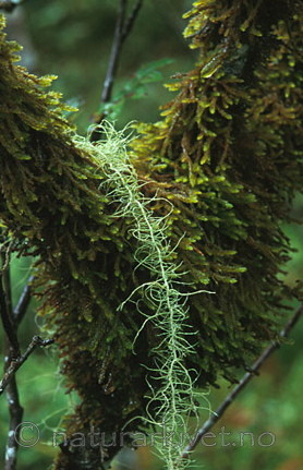 bb060 / Usnea longissima / Huldrestry