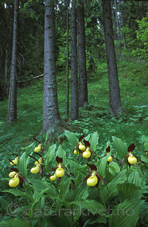 bb070 / Cypripedium calceolus / Marisko <br /> Picea abies / Gran