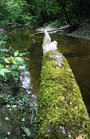 bb072 / Alnus incana / Gråor