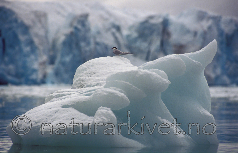 bb080 / Sterna paradisaea / Rødnebbterne