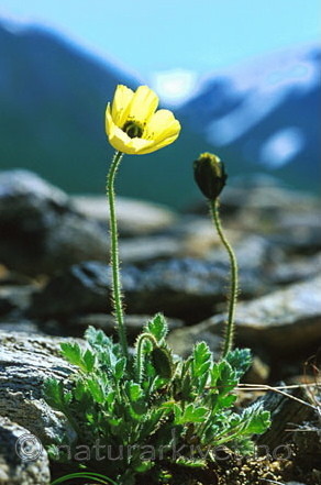 bb087 / Papaver radicatum / Islandsvalmue <br /> Papaver radicatum groevudalense