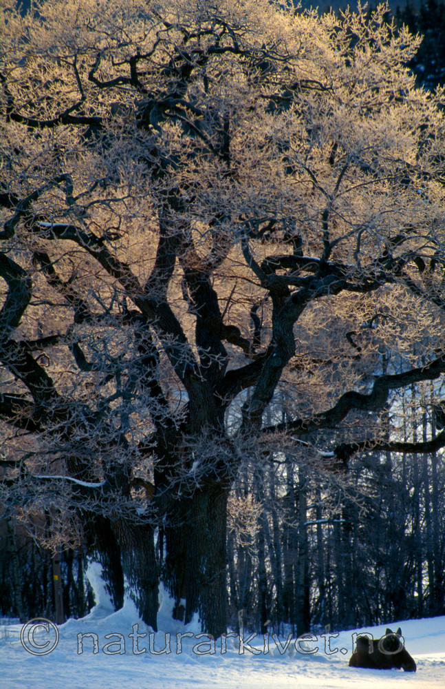 bb089 / Alces alces / Elg <br /> Quercus robur / Sommereik