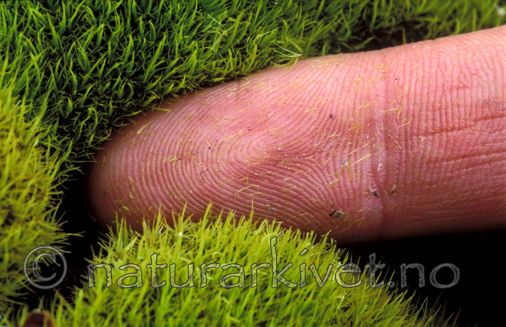 bb093 / Dicranum tauricum / Barksigd