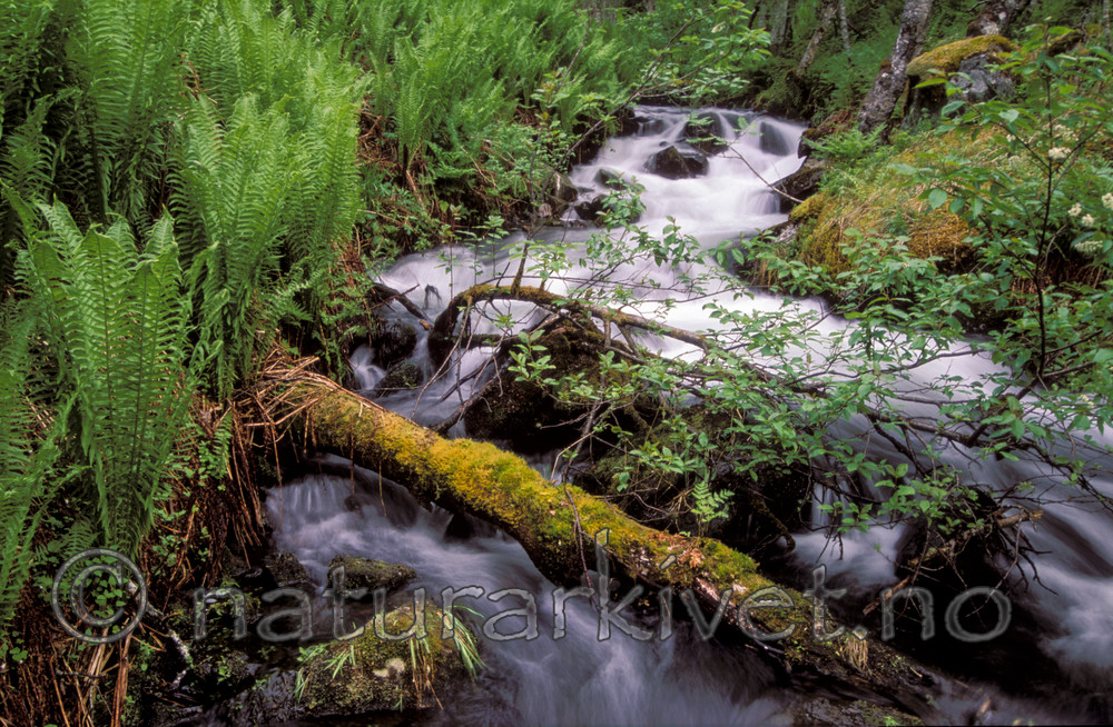 bb102 / Matteuccia struthiopteris / Strutseving