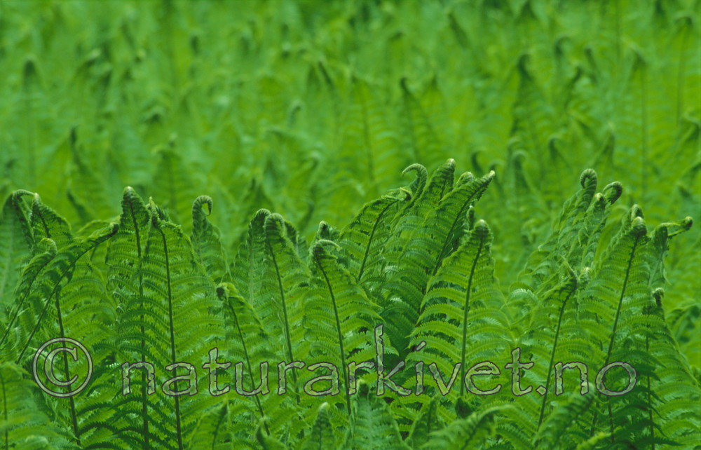 bb105 / Matteuccia struthiopteris / Strutseving