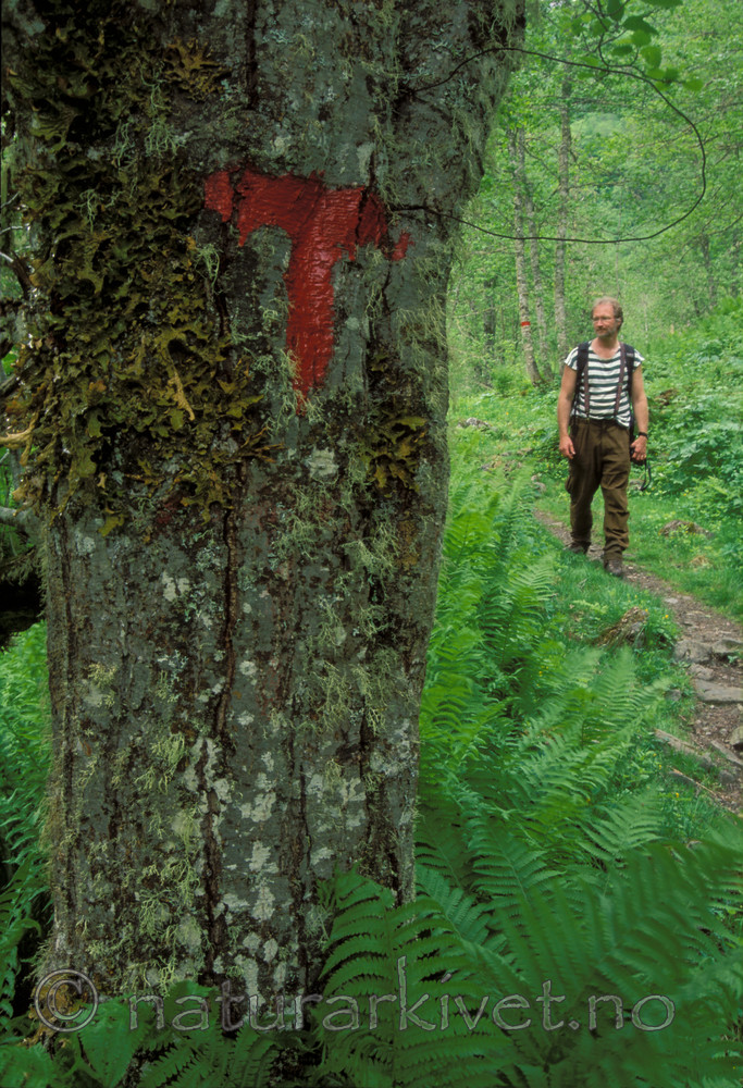 bb106 / Lobaria pulmonaria / Lungenever <br /> Matteuccia struthiopteris / Strutseving