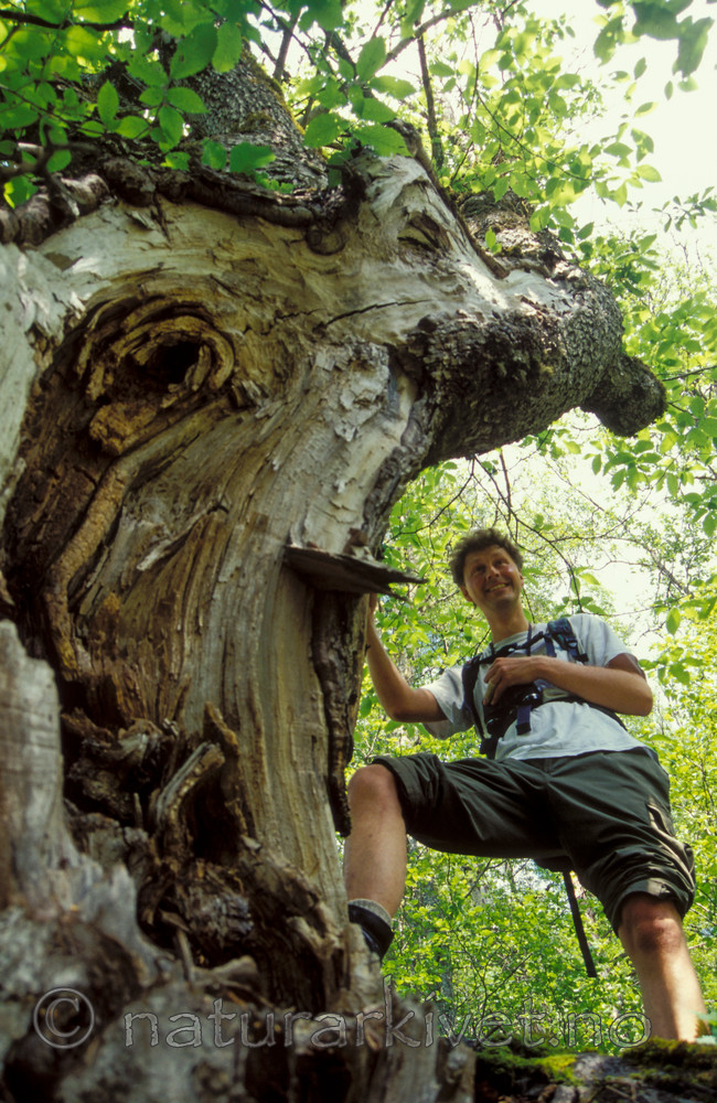 bb110 / Ulmus glabra / Alm