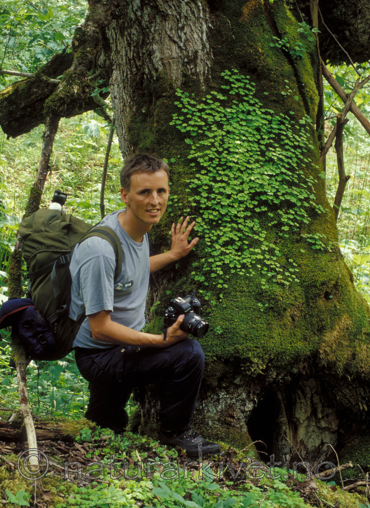 bb130 / Ulmus glabra / Alm