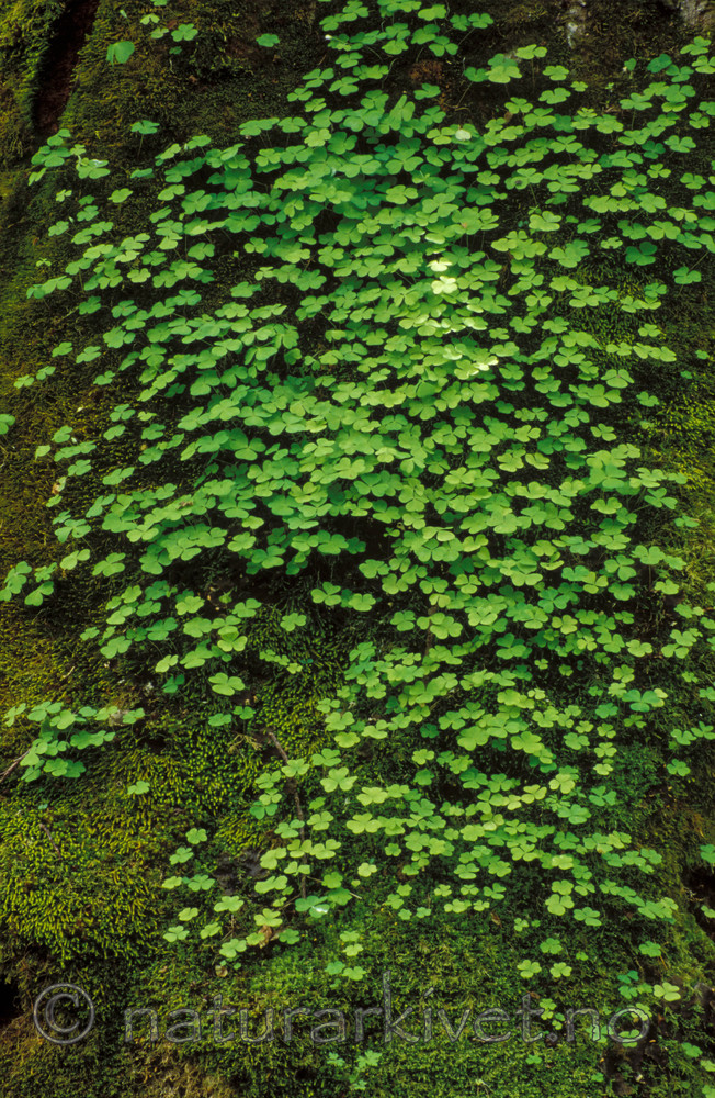 bb131 / Oxalis acetosella / Gjøkesyre