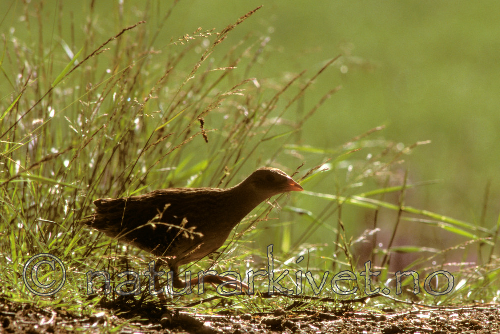 bb136 / Crex crex / åkerrikse