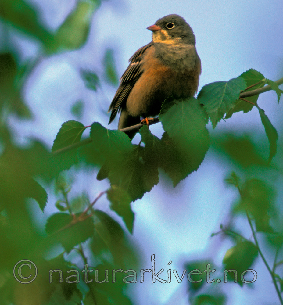bb138 / Emberiza hortulana / Hortulan