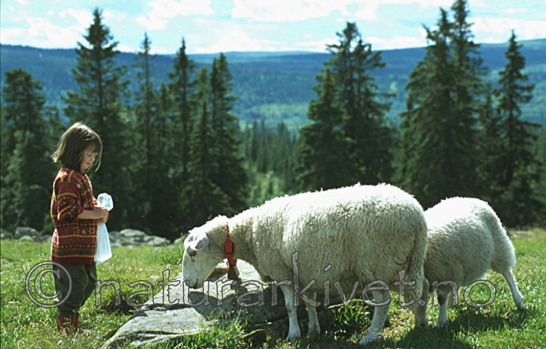 bb143 / Ovis aries / Sau