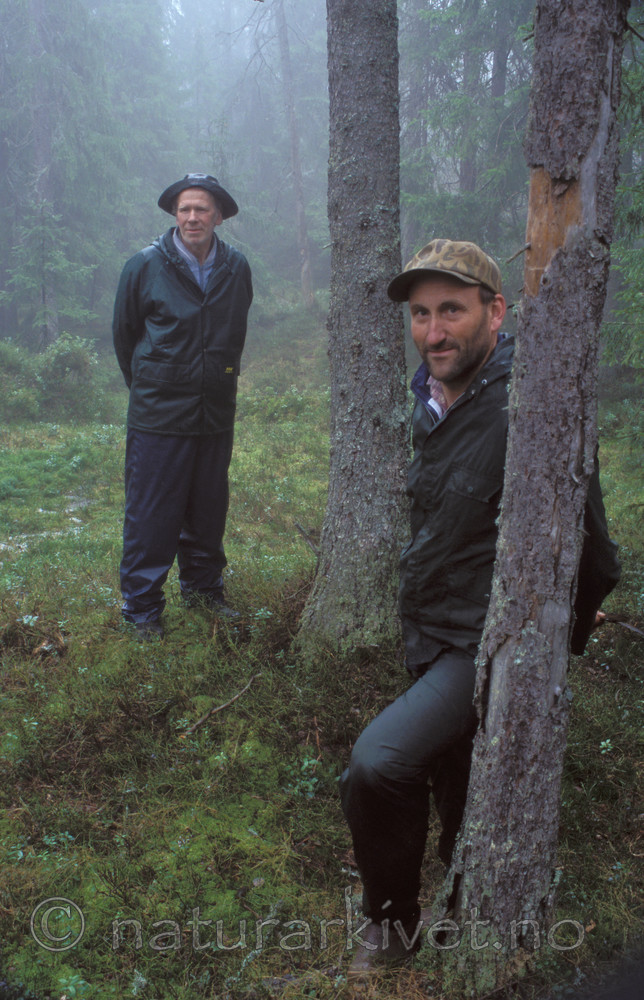 bb159 / Picea abies / Gran