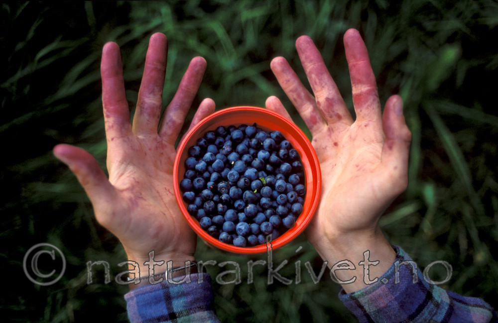 bb163 / Vaccinium myrtillus / Blåbær