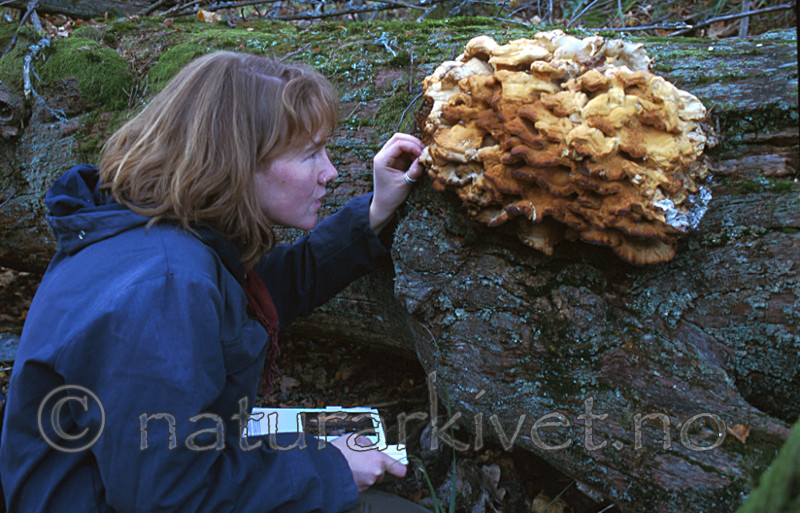 bb164 / Laetiporus sulphureus / Svovelkjuke